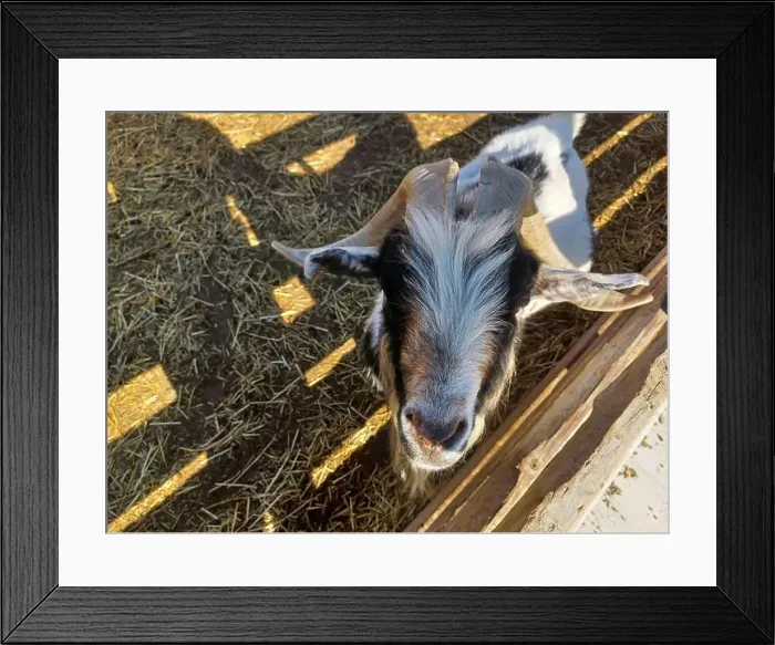 Framed Print : Toronto, Canada – September 1, 2024: Three goats relax on a cozy straw bed inside a wooden barn at Downey's Farm Framed Print : Toronto, Canada – September 1, 2024: Three goats relax on a cozy straw bed inside a wooden barn at Downey's Farm