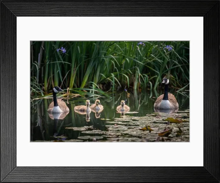 Framed Print : Canada goose family with two adult birds and three goslings swimming on a pond with reeds and lily pads Framed Print : Canada goose family with two adult birds and three goslings swimming on a pond with reeds and lily pads