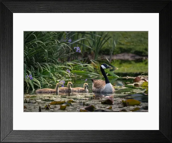 Framed Print : Canada goose family with one adult bird and three goslings swimming on a pond with reeds and lily pads