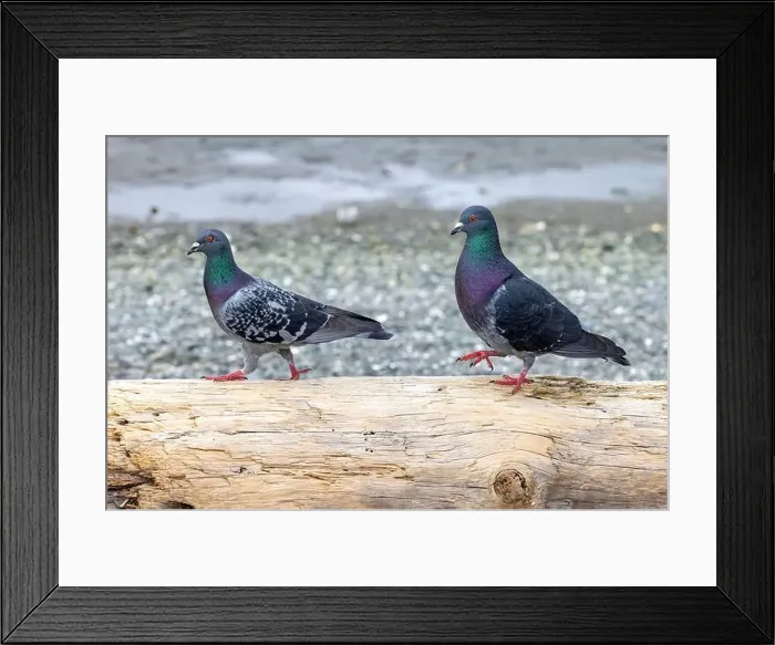 Framed Print : Rock pigeon (Columba livia) couple at Esquimalt Lagoon - Colwood Framed Print : Rock pigeon (Columba livia) couple at Esquimalt Lagoon - Colwood