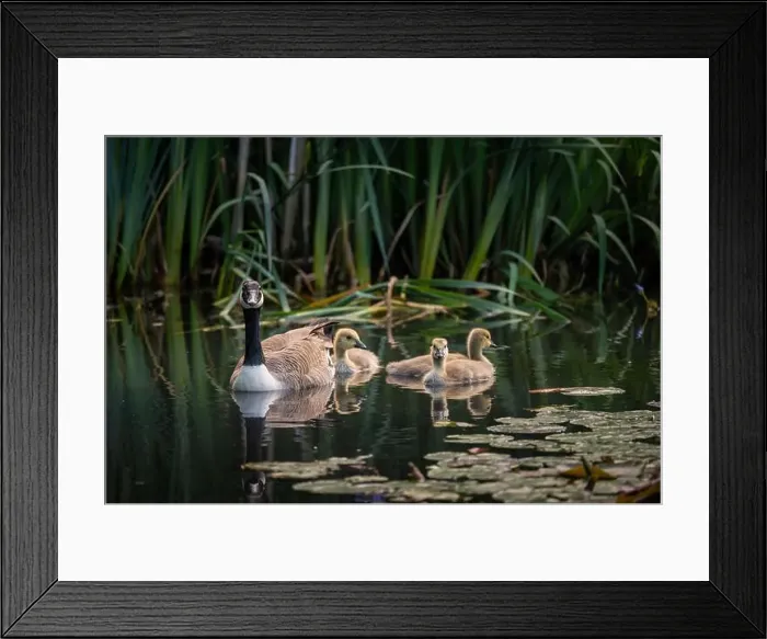 Framed Print : Canada goose family with one adult bird and three goslings swimming on a pond with reeds and lily pads