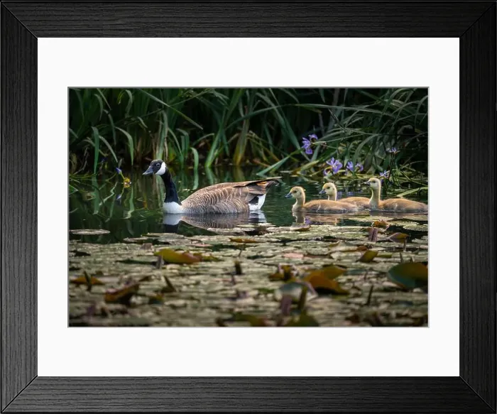 Framed Print : Canada goose family with one adult bird and three goslings swimming on a pond with reeds and lily pads