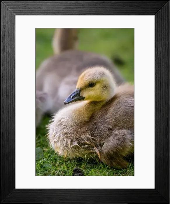 Framed Print : One Canada goose gosling looking left. Canada geese (Branta canadensis) in Kent, UK Framed Print : One Canada goose gosling looking left. Canada geese (Branta canadensis) in Kent, UK