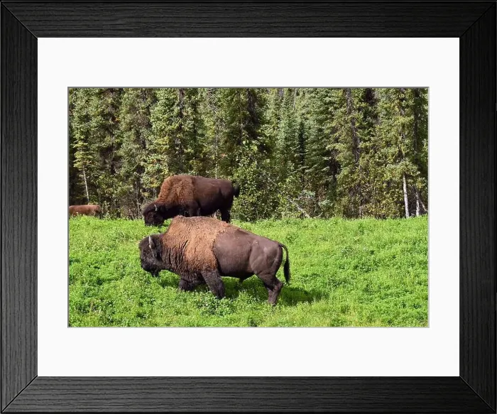 Framed Print : A group of American Bison grazing on a grassland near Watson Lake, Yukon, Canada Framed Print : A group of American Bison grazing on a grassland near Watson Lake, Yukon, Canada