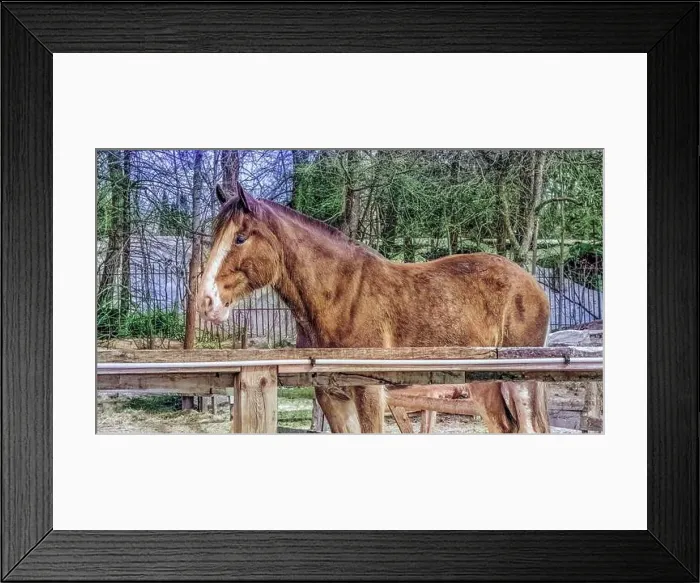 Framed Print : Police Horse on Mount Royal - HDR look Framed Print : Police Horse on Mount Royal - HDR look