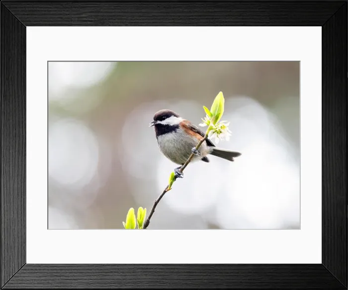 Framed Print : Chestnut-backed chickadee (Poecile rufescens) - Beacon Hill Park - Victoria, Vancouver Island, British Columbia, Canada Framed Print : Chestnut-backed chickadee (Poecile rufescens) - Beacon Hill Park - Victoria, Vancouver Island, British Columbia, Canada