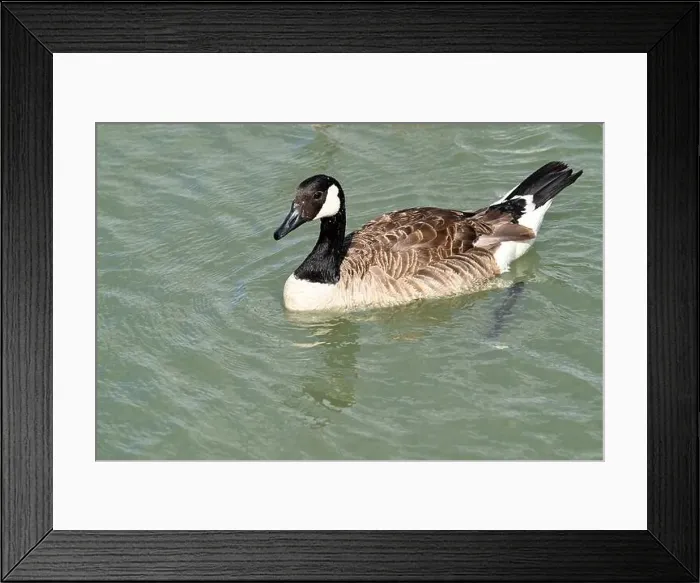 Framed Print : A Canada goose near the shore in Niagara falls, Ontario, Canada