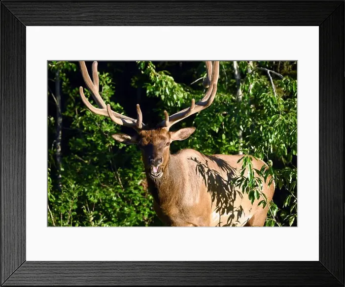 Framed Print : A male wapiti near Jasper in Alberta, Canada Framed Print : A male wapiti near Jasper in Alberta, Canada