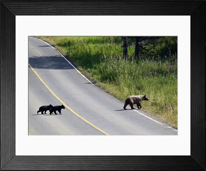 Framed Print : A grizzly mother crossing a road with her 2 children, near Waterton in south Alberta, Canada Framed Print : A grizzly mother crossing a road with her 2 children, near Waterton in south Alberta, Canada