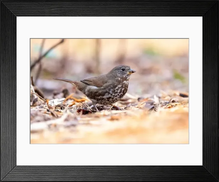 Framed Print : Fox sparrow (Passerella iliaca) [sooty variety] Beacon Hill Park - Victoria, Vancouver Island, British Columbia, Canada