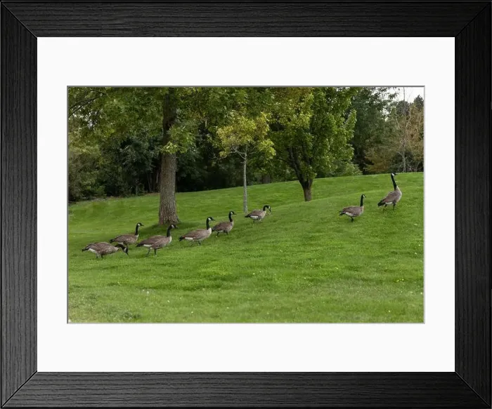 Framed Print : Wild Canadian geese walking on grass in public park Framed Print : Wild Canadian geese walking on grass in public park