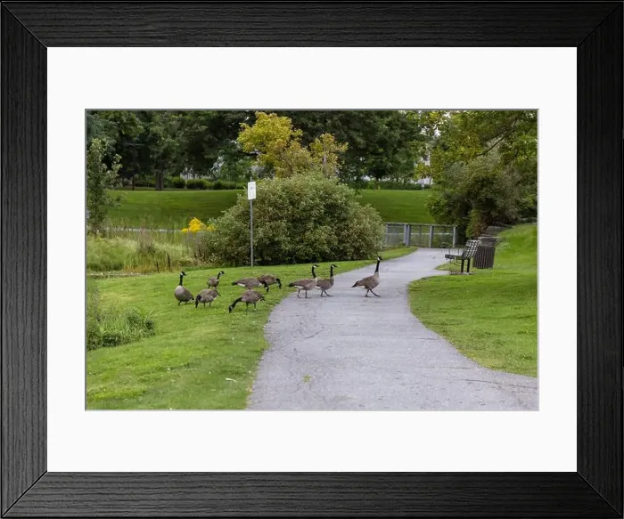 Framed Print : Wild Canadian geese crossing a road and eating grass in public park Framed Print : Wild Canadian geese crossing a road and eating grass in public park