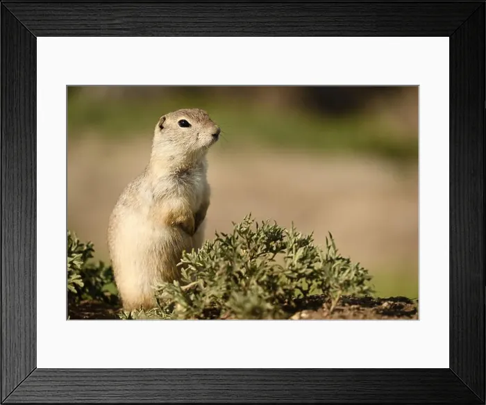 Framed Print : A Richardsons ground squirrel near the town of Drumheller in Alberta, Canada Framed Print : A Richardsons ground squirrel near the town of Drumheller in Alberta, Canada