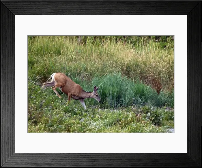 Framed Print : A female mulet deer walks in the countryside near the town of Fort Macleod, Alberta, Canada Framed Print : A female mulet deer walks in the countryside near the town of Fort Macleod, Alberta, Canada