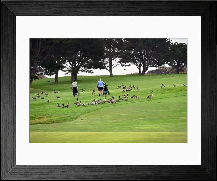Framed Print : On the green of the golf course of Victoria Framed Print : On the green of the golf course of Victoria
