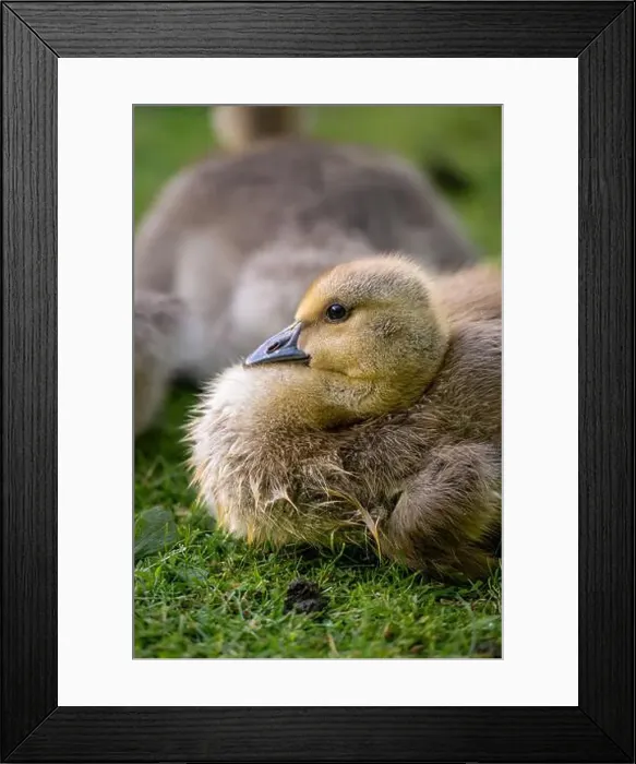 Framed Print : One Canada goose gosling looking left. Canada geese (Branta canadensis) in Kent, UK Framed Print : One Canada goose gosling looking left. Canada geese (Branta canadensis) in Kent, UK