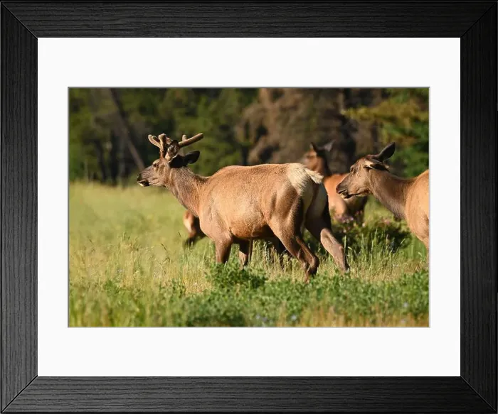 Framed Print : A group of wapitis coming out of a forest near Jasper in Alberta, Canada Framed Print : A group of wapitis coming out of a forest near Jasper in Alberta, Canada