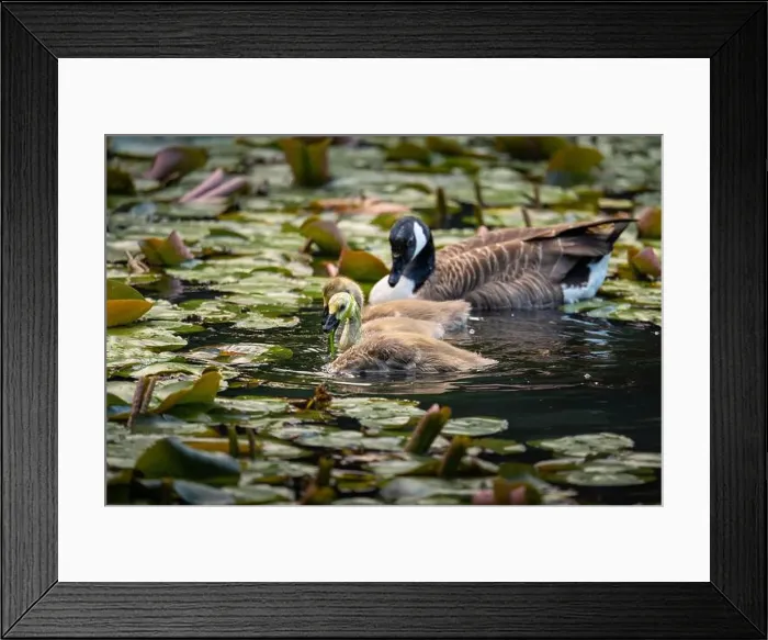 Framed Print : Three Canada goose goslings and one adult bird swimming on a pond with lily pads Framed Print : Three Canada goose goslings and one adult bird swimming on a pond with lily pads