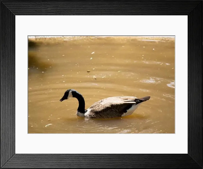 Framed Print : The Canadian goose is a large goose with a black head and neck and a distinctive white chinstrap Framed Print : The Canadian goose is a large goose with a black head and neck and a distinctive white chinstrap