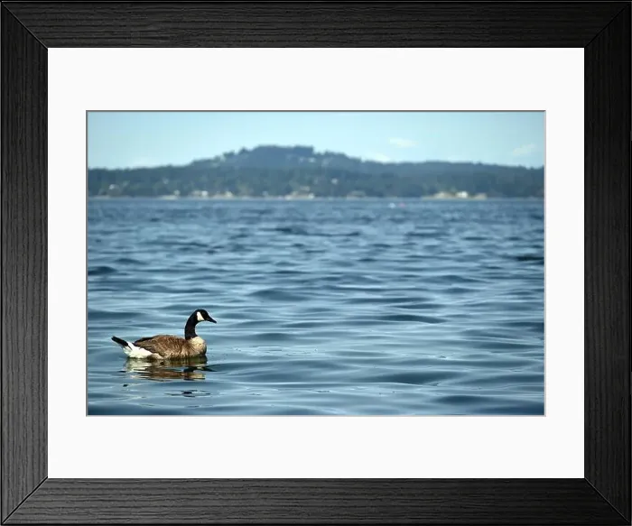 Framed Print : A lonely Canada goose near the coastline on the isle of Vancouver, Bristish Columbia, Canada Framed Print : A lonely Canada goose near the coastline on the isle of Vancouver, Bristish Columbia, Canada