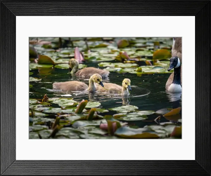 Framed Print : Three Canada goose goslings swimming on a pond with lily pads Framed Print : Three Canada goose goslings swimming on a pond with lily pads