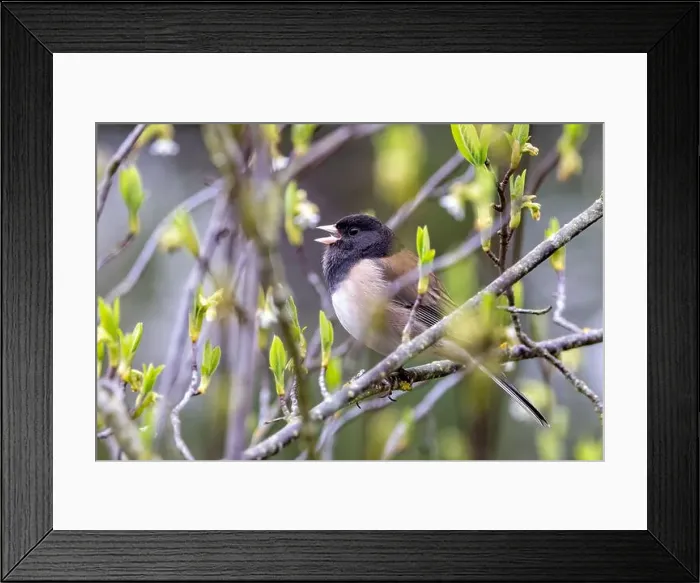 Framed Print : Dark-eyed Junco (Junco hyemalis) [oreganus] singing - Beacon Hill Park - Victoria