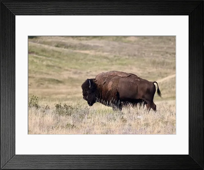Framed Print : An American bison met near Waterton, Alberta, Canada Framed Print : An American bison met near Waterton, Alberta, Canada