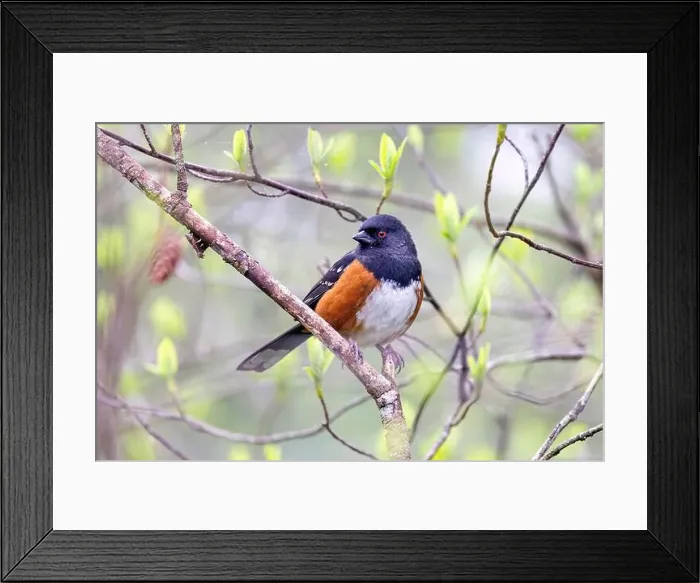 Framed Print : Spotted towhee (Pipilo maculatus) - Beacon Hill Park - Victoria, Vancouver Island, British Columbia, Canada Framed Print : Spotted towhee (Pipilo maculatus) - Beacon Hill Park - Victoria, Vancouver Island, British Columbia, Canada