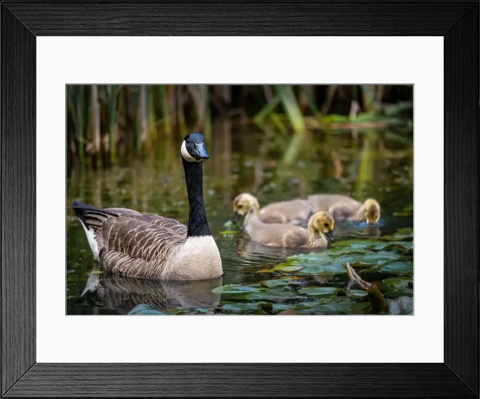 Framed Print : Canada goose family with one adult bird and three goslings swimming on a pond with reeds and lily pads Framed Print : Canada goose family with one adult bird and three goslings swimming on a pond with reeds and lily pads