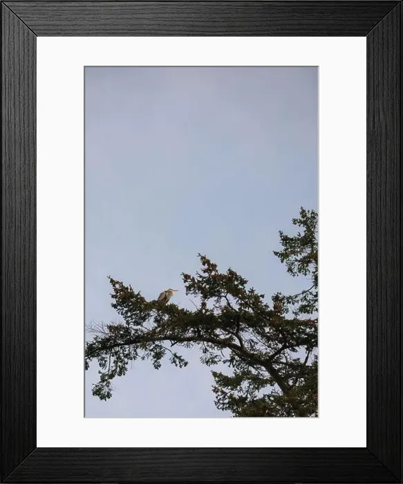 Framed Print : Heron perched on a tree branch against a clear sky Framed Print : Heron perched on a tree branch against a clear sky