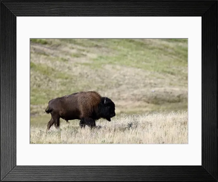 Framed Print : An American bison met near Waterton, Alberta, Canada Framed Print : An American bison met near Waterton, Alberta, Canada