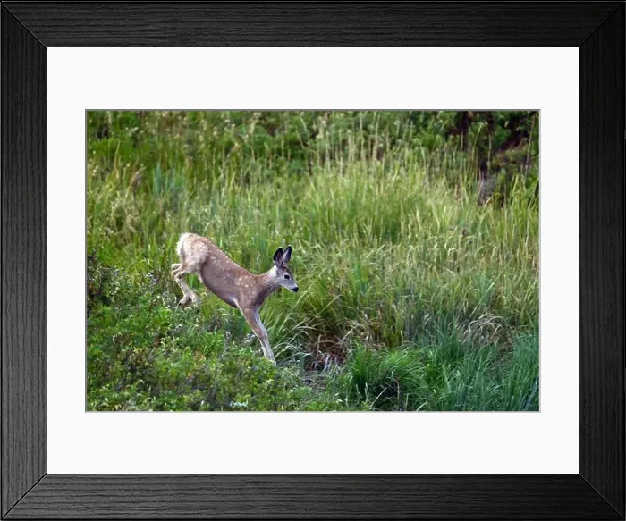 Framed Print : A young mulet deer runs after its mother near Fort Macleod, Albertaa, Canada Framed Print : A young mulet deer runs after its mother near Fort Macleod, Albertaa, Canada