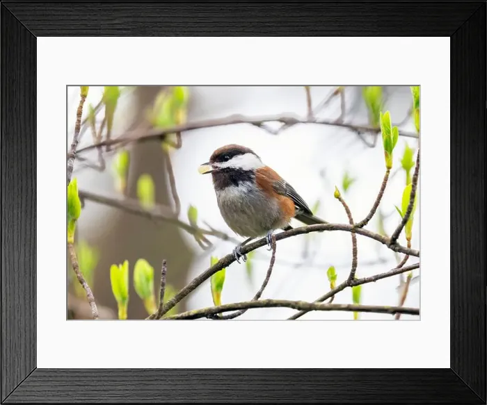 Framed Print : Chestnut-backed chickadee (Poecile rufescens) - Beacon Hill Park - Victoria, Vancouver Island, British Columbia, Canada Framed Print : Chestnut-backed chickadee (Poecile rufescens) - Beacon Hill Park - Victoria, Vancouver Island, British Columbia, Canada