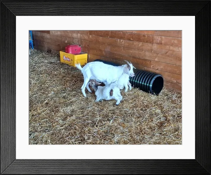 Framed Print : Toronto, Canada – September 1, 2024: Three goats relax on a cozy straw bed inside a wooden barn at Downey's Farm Framed Print : Toronto, Canada – September 1, 2024: Three goats relax on a cozy straw bed inside a wooden barn at Downey's Farm