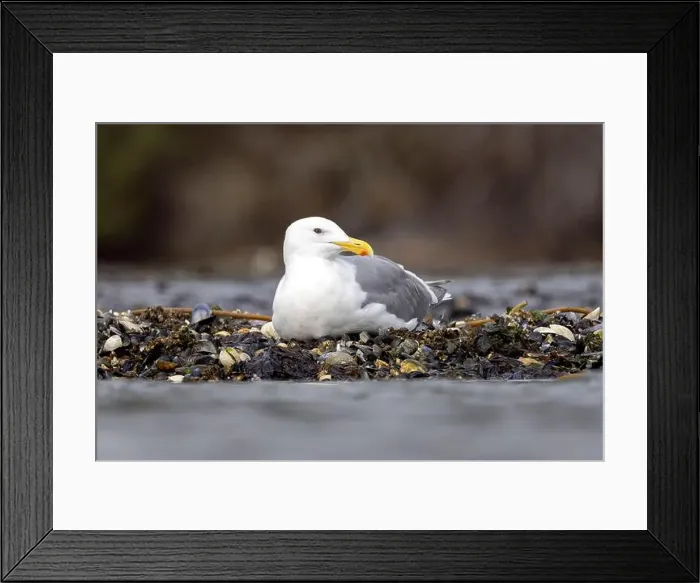 Framed Print : Glaucous-winged Gull (Larus glaucescens) - Esquimalt Lagoon - near Victoria, Vancouver Island, British Columbia, Canada Framed Print : Glaucous-winged Gull (Larus glaucescens) - Esquimalt Lagoon - near Victoria, Vancouver Island, British Columbia, Canada