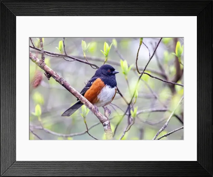 Framed Print : Spotted towhee (Pipilo maculatus) - Beacon Hill Park - Victoria, Vancouver Island, British Columbia, Canada Framed Print : Spotted towhee (Pipilo maculatus) - Beacon Hill Park - Victoria, Vancouver Island, British Columbia, Canada