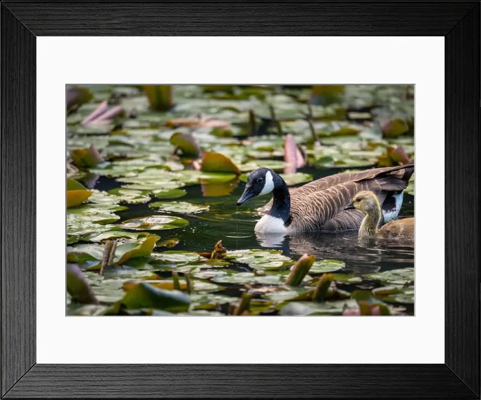 Framed Print : One Canada goose and one gosling swimming on a pond with lily pads. Canada geese (Branta canadensis) in Kent, UK Framed Print : One Canada goose and one gosling swimming on a pond with lily pads. Canada geese (Branta canadensis) in Kent, UK