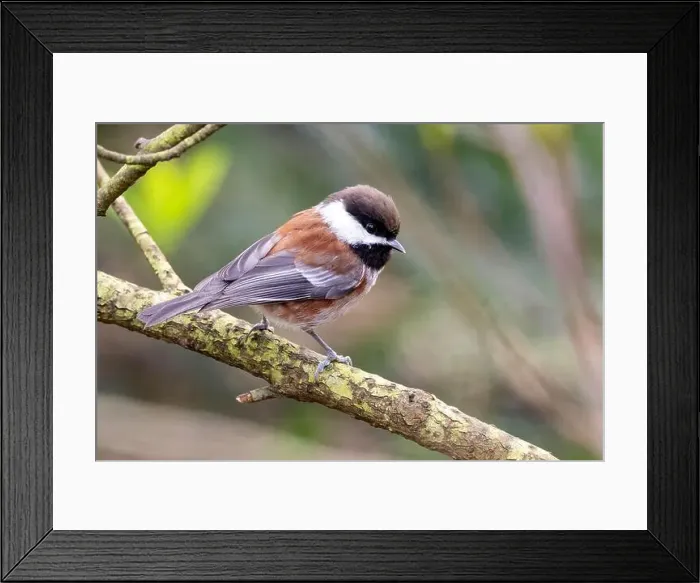 Framed Print : Chestnut-backed chickadee (Poecile rufescens) - Beacon Hill Park - Victoria, Vancouver Island, British Columbia, Canada Framed Print : Chestnut-backed chickadee (Poecile rufescens) - Beacon Hill Park - Victoria, Vancouver Island, British Columbia, Canada