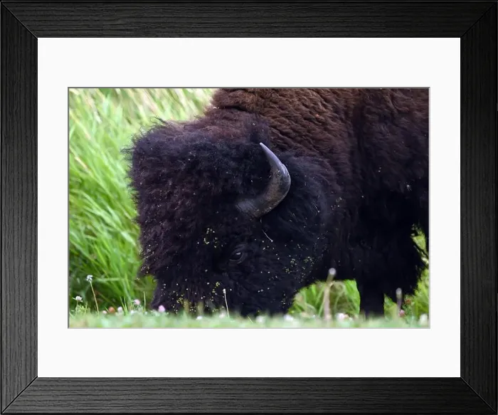 Framed Print : An American bison met in the Parc national Elk Island near Edmonton, Alberta, Canada Framed Print : An American bison met in the Parc national Elk Island near Edmonton, Alberta, Canada