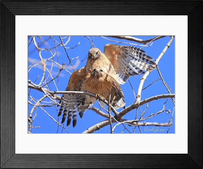 Framed Print : A beautiful pair of Red-shouldered Hawks mating in a tree, Quebec, Canada Framed Print : A beautiful pair of Red-shouldered Hawks mating in a tree, Quebec, Canada
