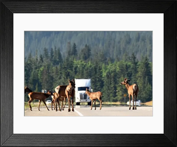 Framed Print : A group of wapitis on route 16 east of Jasper, Alberta, Canada Framed Print : A group of wapitis on route 16 east of Jasper, Alberta, Canada