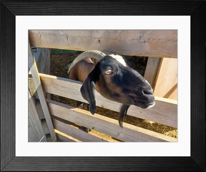 Framed Print : Toronto, Canada – September 1, 2024: Three goats relax on a cozy straw bed inside a wooden barn at Downey's Farm Framed Print : Toronto, Canada – September 1, 2024: Three goats relax on a cozy straw bed inside a wooden barn at Downey's Farm