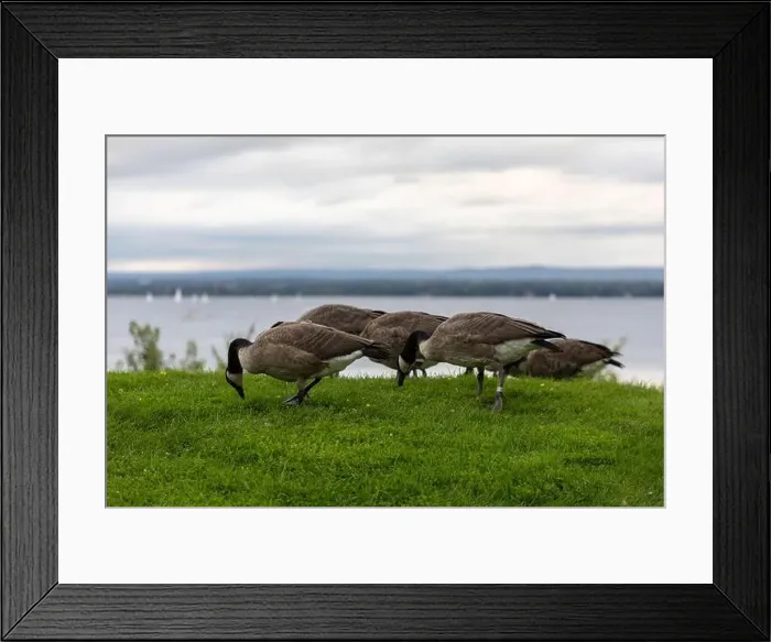 Framed Print : Canadian geese eating grass in public park near river Framed Print : Canadian geese eating grass in public park near river