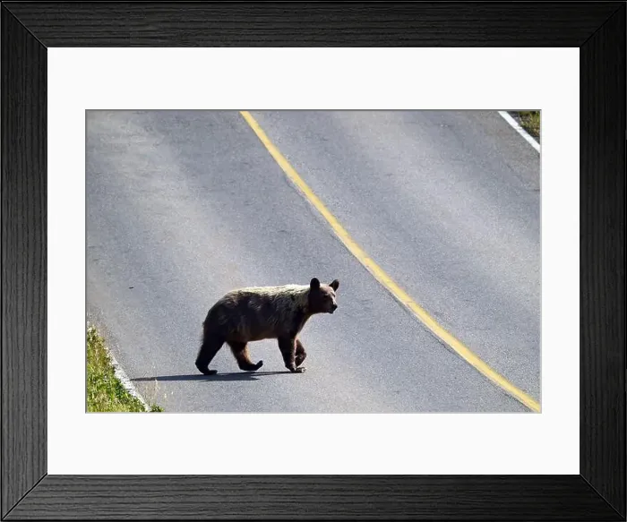 Framed Print : A female grizzly crossing a road near the town of Waterton in south Alberta, Canada Framed Print : A female grizzly crossing a road near the town of Waterton in south Alberta, Canada