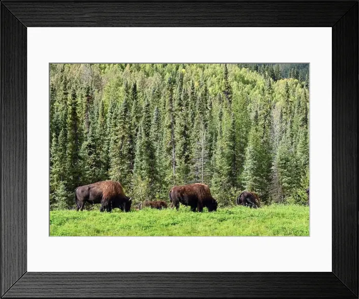 Framed Print : A group of American Bison grazing on a grassland near Watson Lake, Yukon, Canada Framed Print : A group of American Bison grazing on a grassland near Watson Lake, Yukon, Canada