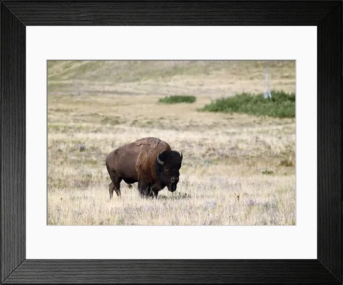 Framed Print : An American bison met near Waterton, Alberta, Canada Framed Print : An American bison met near Waterton, Alberta, Canada
