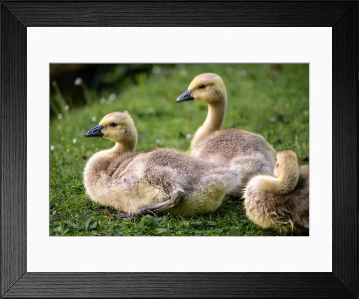 Framed Print : Three Canada goose goslings sitting on grass by a pond. Canada geese (Branta canadensis) in Kent, UK Framed Print : Three Canada goose goslings sitting on grass by a pond. Canada geese (Branta canadensis) in Kent, UK