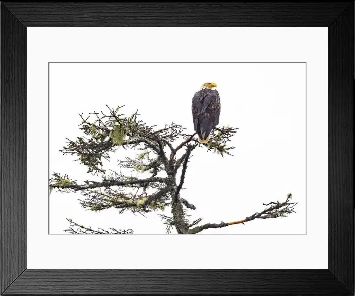 Framed Print : Bald eagle (Haliaeetus leucocephalus) on the Wild Pacific Trail - Ucluelet, Vancouver Island, British Columbia, Canada Framed Print : Bald eagle (Haliaeetus leucocephalus) on the Wild Pacific Trail - Ucluelet, Vancouver Island, British Columbia, Canada