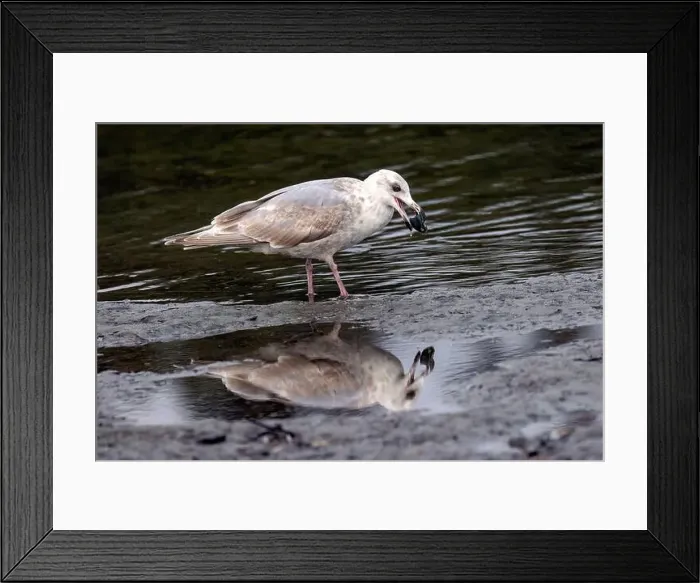 Framed Print : Glaucous-winged Gull (Larus glaucescens) reflections - Esquimalt Lagoon - near Victoria Framed Print : Glaucous-winged Gull (Larus glaucescens) reflections - Esquimalt Lagoon - near Victoria
