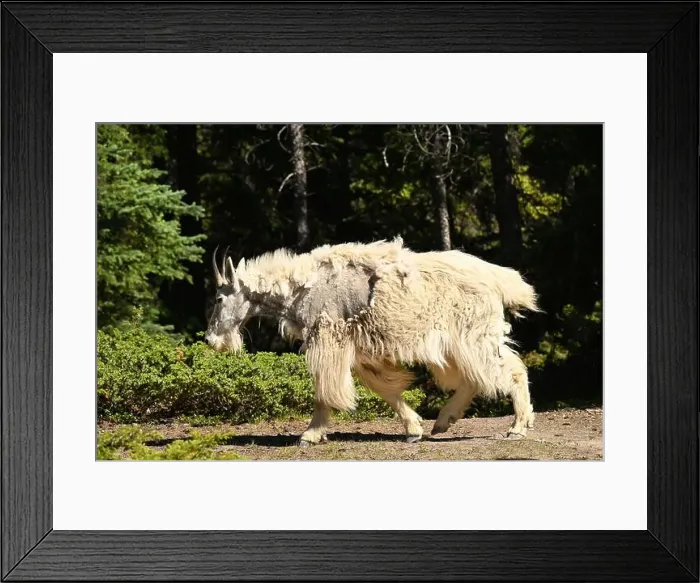 Framed Print : A mountain goat seen in the rockies south of Jasper, Alberta, Canada Framed Print : A mountain goat seen in the rockies south of Jasper, Alberta, Canada